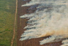 Foto: Christian Braga / Greenpeace