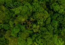 Amazônia pode perder até 38% da floresta até o fim do século