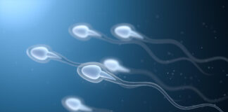 Cientistas criam anticoncepcional masculino reversível sem hormônios