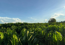 Seaf fortalece Rota do Café, impulsiona nova fronteira produtiva e reposiciona Mato Grosso no cenário nacional da cafeicultura
