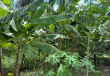 Expedição MT Produtivo mobiliza cooperativas e produtores da agricultura familiar para acesso a recursos públicos