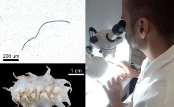 Microplásticos e poluentes persistentes estão presentes mesmo em águas profundas do Brasil