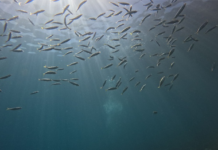 Novo relatório global reforça papel da ciência e destaca protagonismo brasileiro na proteção do oceano