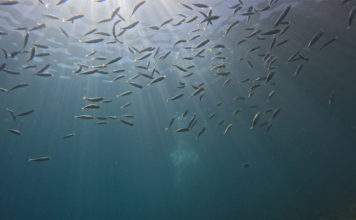 Novo relatório global reforça papel da ciência e destaca protagonismo brasileiro na proteção do oceano