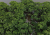 Mata Atlântica tem menor índice de desmatamento em 40 anos