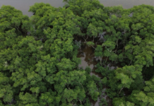 Mata Atlântica tem menor índice de desmatamento em 40 anos