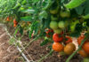 Fazendas virtuais treinam IA para colher tomate