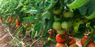 Fazendas virtuais treinam IA para colher tomate