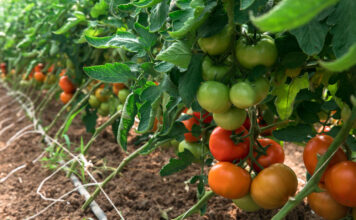 Fazendas virtuais treinam IA para colher tomate