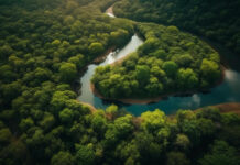 Amazônia pode ficar irreconhecível em 100 anos