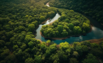 Amazônia pode ficar irreconhecível em 100 anos