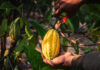 As ‘fazendas’ na Amazônia que desafiam a agricultura moderna