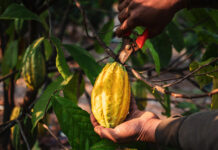 As ‘fazendas’ na Amazônia que desafiam a agricultura moderna