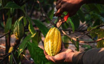 As ‘fazendas’ na Amazônia que desafiam a agricultura moderna