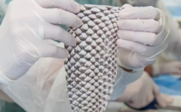 Brasil terá primeira fábrica do mundo de pele de tilápia para tratar queimaduras; entenda tecnologia