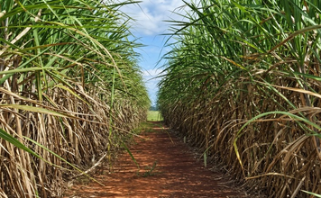 Resíduos da produção do óleo de palma e cana-de-açúcar podem servir de matéria-prima para o biometano