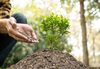 Estudo propõe integrar inteligência artificial e processos naturais para restaurar florestas